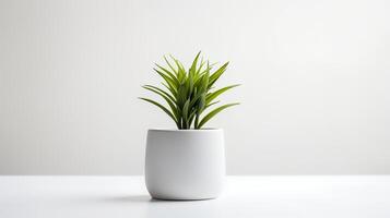 foto kamerplant in minimalistische pot voor huis decoratie. generatief ai