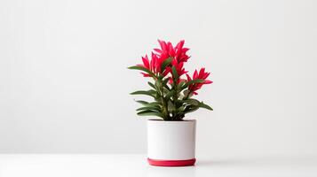 foto van sier- planten in minimalistische pot net zo kamerplant voor huis decoratie geïsoleerd Aan wit achtergrond. generatief ai