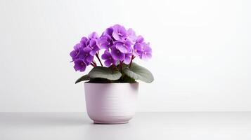 foto van saintpaulia in minimalistische pot net zo kamerplant voor huis decoratie geïsoleerd Aan wit achtergrond. generatief ai