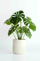 foto van monstera in minimalistische pot net zo kamerplant voor huis decoratie geïsoleerd Aan wit achtergrond. generatief ai