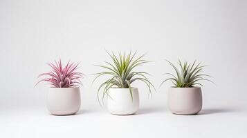 foto van sier- planten in minimalistische pot net zo kamerplant voor huis decoratie geïsoleerd Aan wit achtergrond. generatief ai