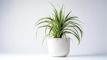 foto van spin fabriek in minimalistische pot net zo kamerplant voor huis decoratie geïsoleerd Aan wit achtergrond. generatief ai