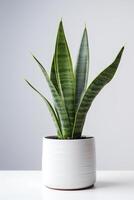 foto van sier- fabriek in minimalistische pot net zo kamerplant voor huis decoratie geïsoleerd Aan wit achtergrond. generatief ai