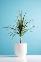 foto van dracaena marginata in minimalistische pot net zo kamerplant voor huis decoratie geïsoleerd Aan wit tafel Aan blauw achtergrond. generatief ai