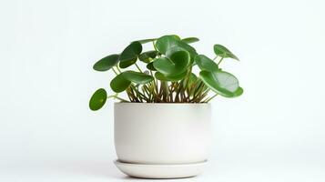 foto van peperomia in minimalistische pot net zo kamerplant voor huis decoratie geïsoleerd Aan wit achtergrond. generatief ai