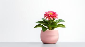 foto van zinnia in minimalistische pot net zo kamerplant voor huis decoratie geïsoleerd Aan wit achtergrond. generatief ai