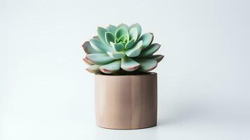 foto van echeveria in minimalistische pot net zo kamerplant voor huis decoratie geïsoleerd Aan wit achtergrond. generatief ai