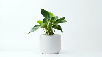 foto van anubiasine minimalistische pot net zo kamerplant voor huis decoratie geïsoleerd Aan wit achtergrond. generatief ai