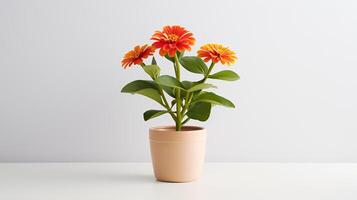 foto van zinnia in minimalistische pot net zo kamerplant voor huis decoratie geïsoleerd Aan wit achtergrond. generatief ai