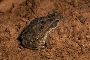 juveniele cururu pad foto