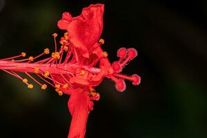 rode hibiscus bloem foto