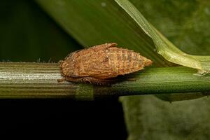 scherpschutter insectenvervelling foto