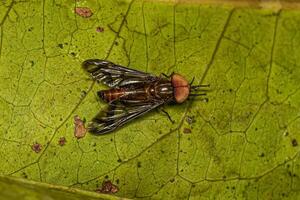 volwassen paard vlieg insect foto