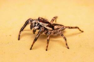 volwassen mannelijke grijze muur springende spin foto