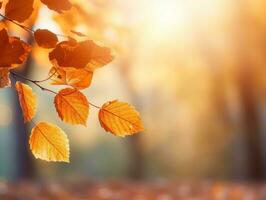 herfstbladeren achtergrond foto