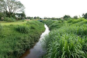 corrego Doen cedro waterloop foto