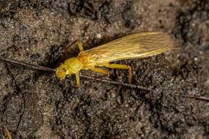 volwassen steenvlieg insect foto