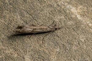 volwassen caddisfly insect foto