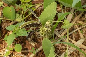 geboortekruid plant bloem foto