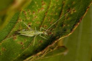 gemeenschappelijk boom krekel insect foto