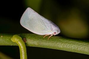 volwassen planthopper insect foto