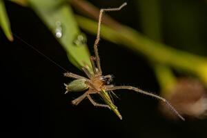 volwassen mannetje lang legged sac spin foto