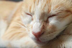 dichtbij omhoog portret van oranje kat slapen met Gesloten ogen foto