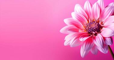 dichtbij omhoog van mooi bloem Aan roze achtergrond en kopiëren ruimte, generatief ai foto