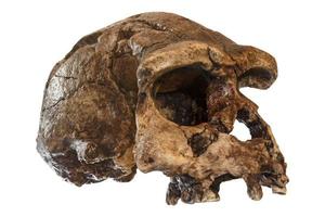 homo erectus schedel schuin aanzicht. ontdekt in 1969 in Sangiran, Java, Indonesië. gedateerd op 1 miljoen jaar geleden foto