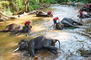 Thaise olifant nam een bad met mahout olifant bestuurder, olifant keeper in maesa olifant kamp, chiang mai, thailand foto