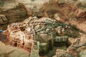 fossiel van phuwiangosaurus sirindhornae in sirindhorn museum, kalasin, thailand. bijna compleet fossiel