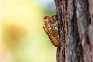 poel van cicade-insecten vervellen op dennenboom in het nationale park thung salaeng luang. phetchabun en de provincie phitsanulok. noorden van thailand. macro en close-up zijaanzicht