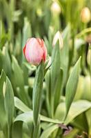 roze tulp op een bloembed in de tuin. voorjaar. bloeiend. foto