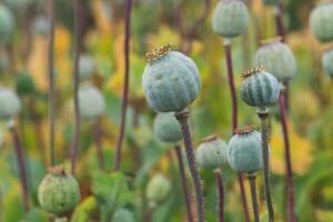 veld- van papavers. papaver somniferum. klaprozen, agrarisch Bijsnijden. foto