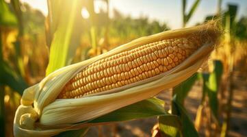 maïs kolven in landbouw veld. generatief ai foto