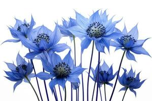 blauwe bloemen op een witte achtergrond foto