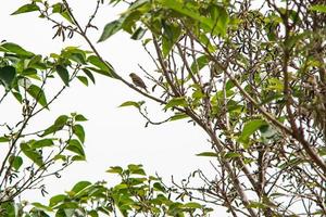 groenling vogel op zoek naar voedsel foto