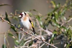 een distelvinkvogel die op een boomstam zit foto