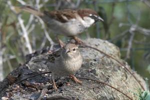 vogels paar mussen rusten op een bos foto