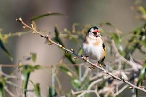 een distelvinkvogel die op een boomstam zit foto