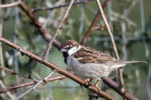 musvogel zittend op een bos foto