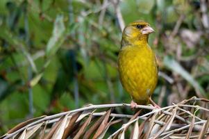 groenling vogel geplaatst op hout foto