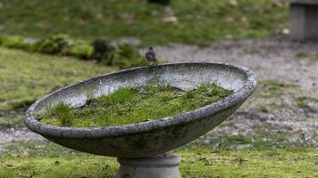 mus op een plantenbak in het park foto