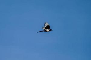 vluchtige ekster die vrij in de lucht vliegt foto