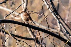 musvogel geplaatst op een tak foto