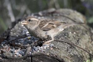 musvogel zat op een boomstam die eet foto