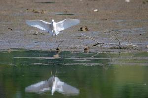 witte zilverreigervogel op het meer foto