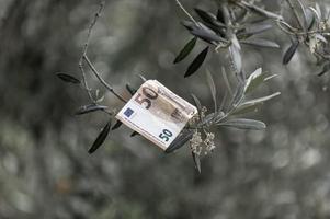 Bankbiljet van 50 euro op een olijftak