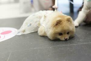 dichtbij omhoog lief wit bruin pommeren hond op zoek omhoog met schattig gezicht in de hond kar in huisdier expo hal foto