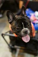 dichtbij omhoog lief puppy mopshond hond op zoek omhoog met schattig gezicht in de hond kar in huisdier expo hal foto